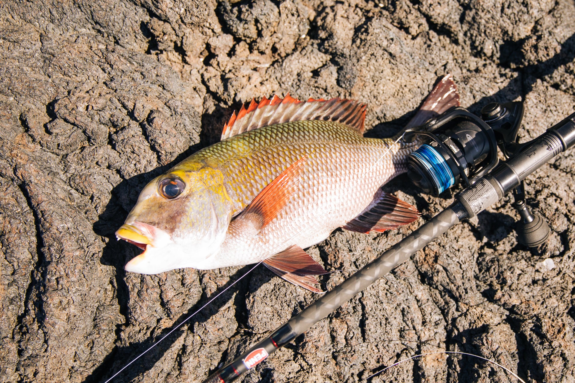 Meet The Ulua LS Snapper with Rod | Penn®