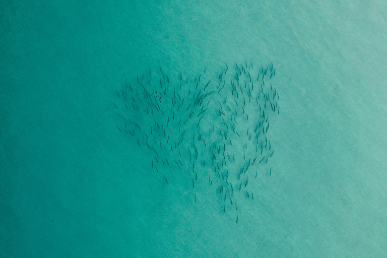 Tarpon School Overhead Image | Penn®