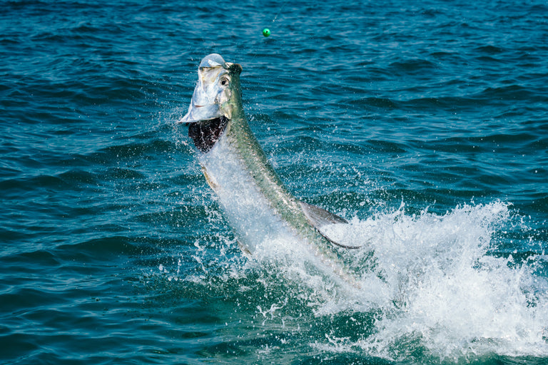 Tarpon Jumping Mobile Image | Penn®