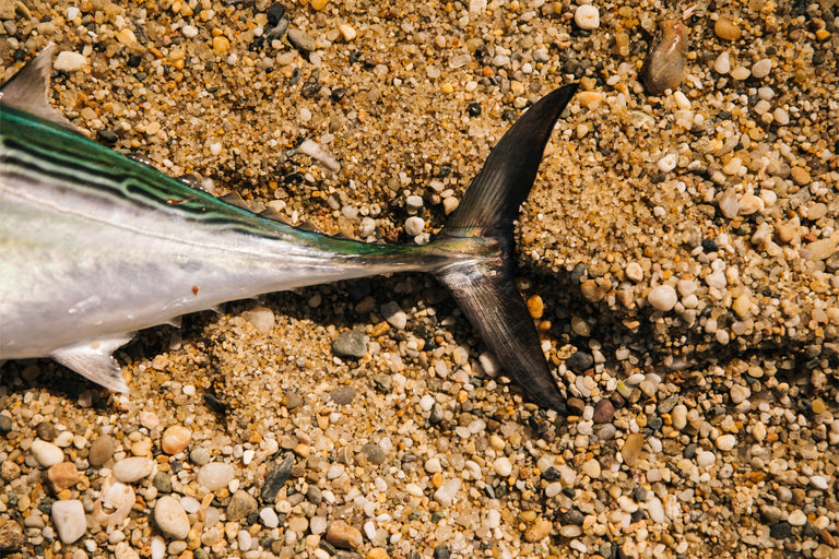 Tuna Tail Surf LS Image | Penn®