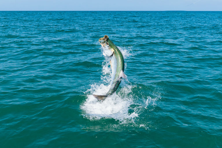 Tarpon Jumping LS Image | Penn®