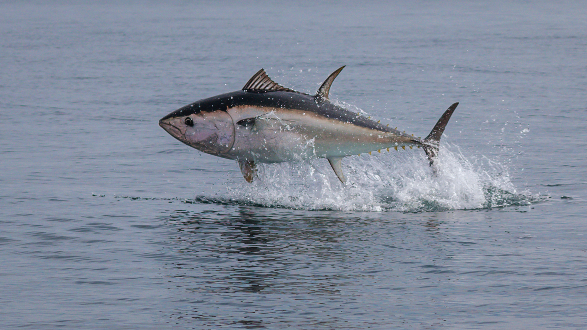 Living An Offshore Dream With Captain Mark DeCabia