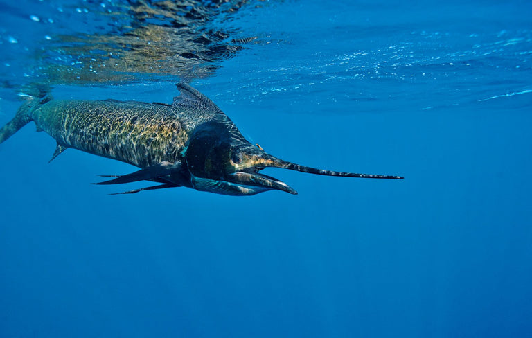 Sailfish swimming underwater